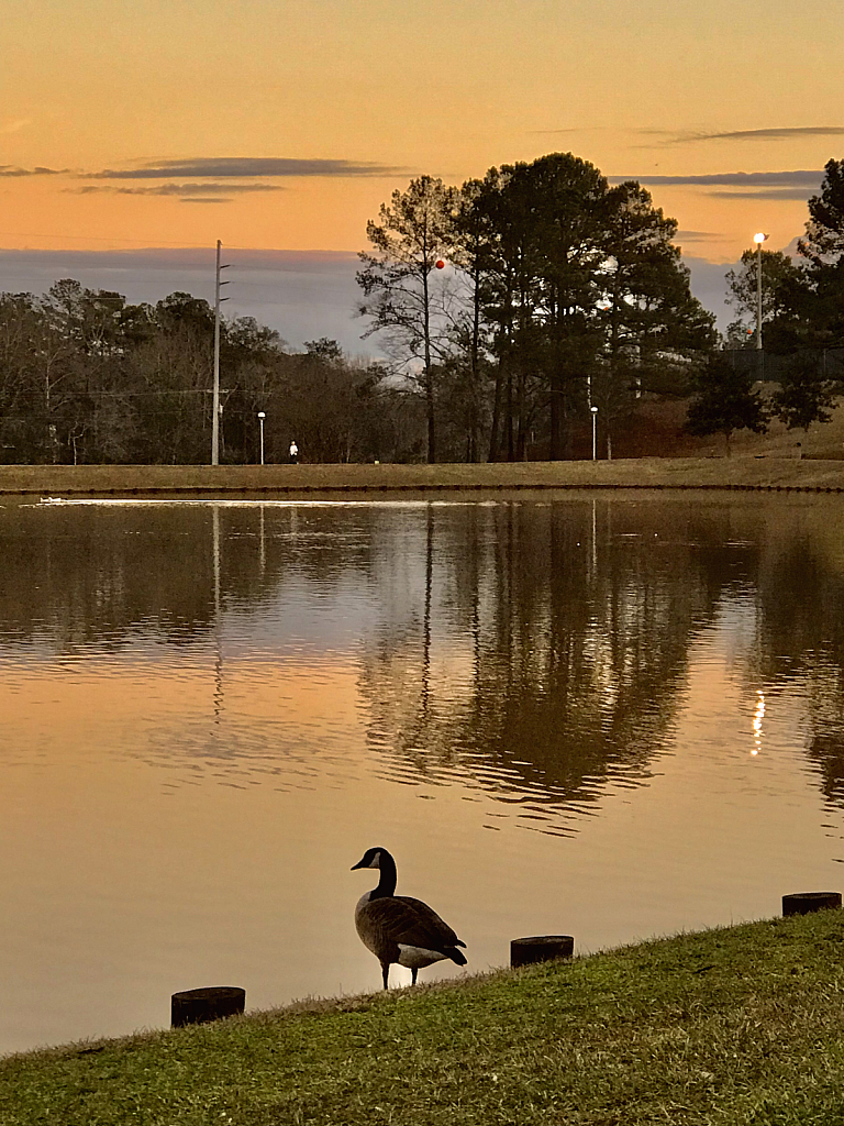 Goose at sunset - ID: 16043246 © Elizabeth A. Marker