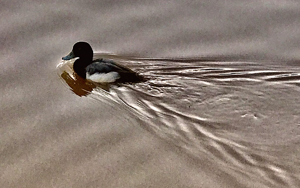 Lone wood duck - ID: 16043247 © Elizabeth A. Marker