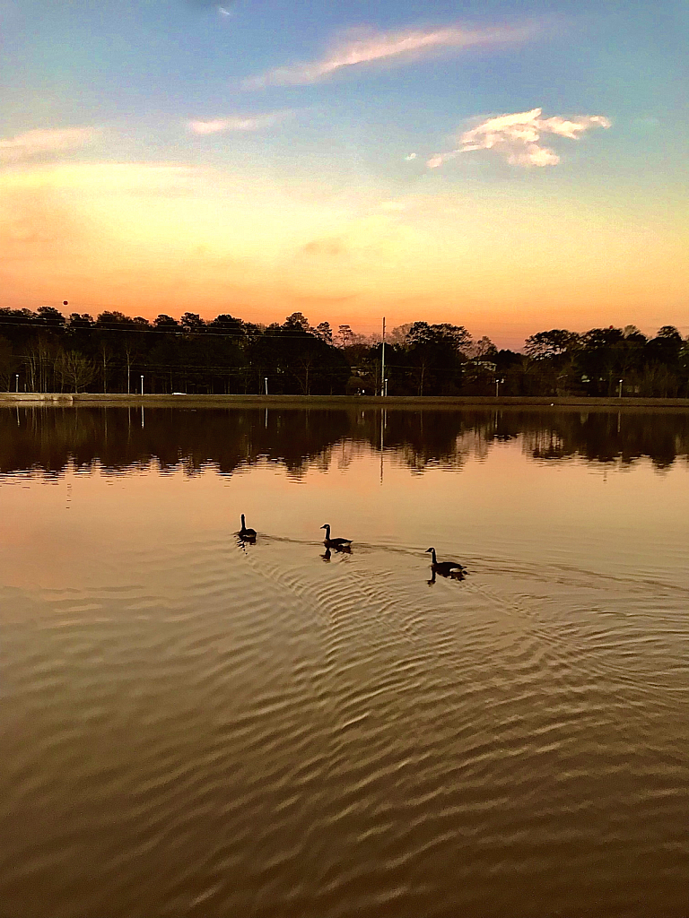 Trio crossing the pond at sunset - ID: 16043248 © Elizabeth A. Marker