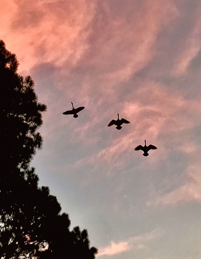 Three Geese Fly Over - ID: 16043251 © Elizabeth A. Marker