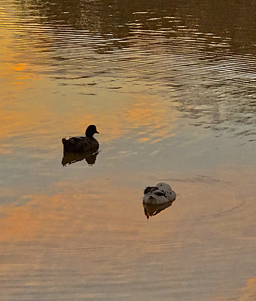 Floating on the coots of the sunset - ID: 16043252 © Elizabeth A. Marker
