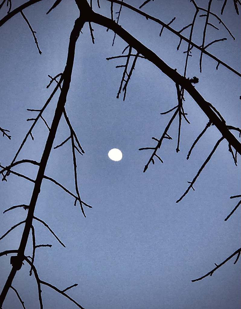 The moon  - ID: 16043253 © Elizabeth A. Marker