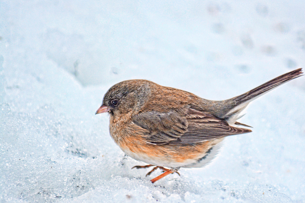 Snow Sparrow