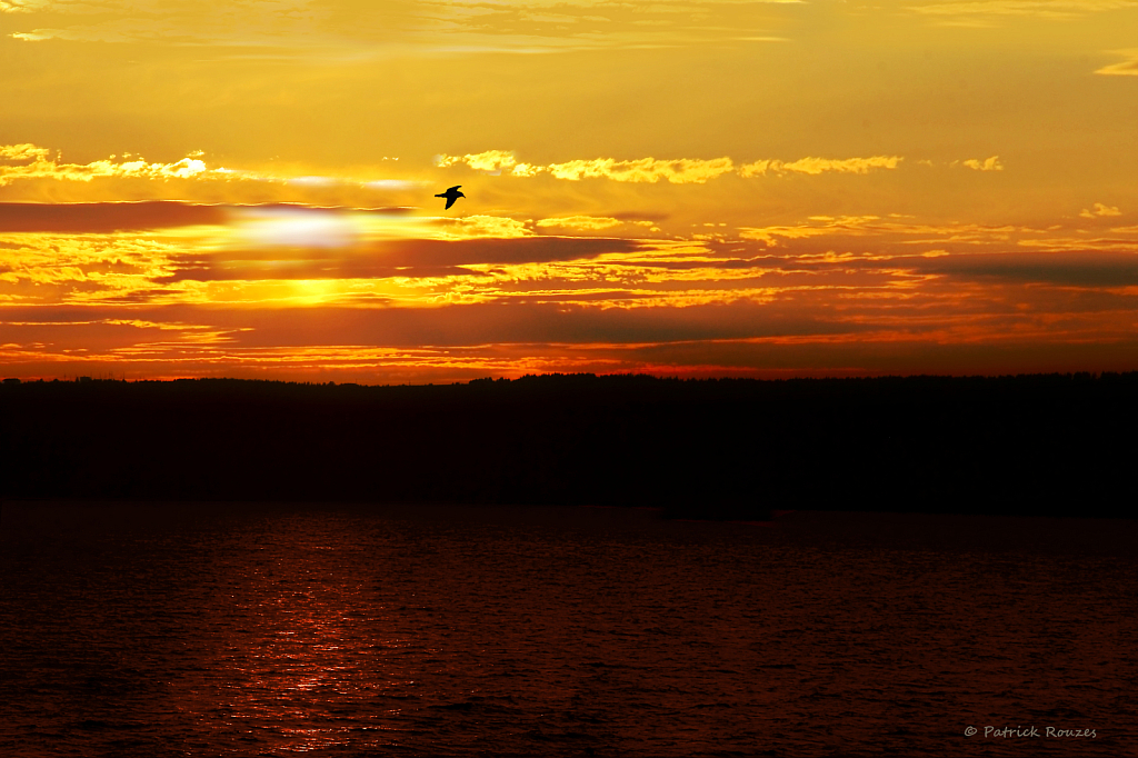 Soaring In The Sunset