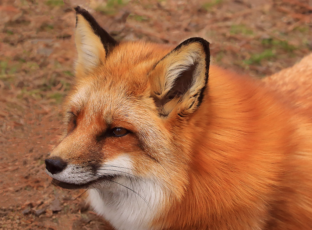 Red Fox