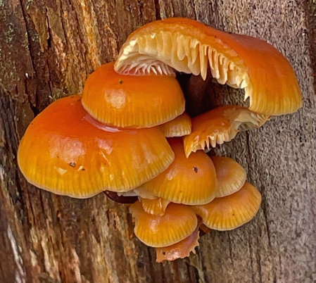 Hungry fungus