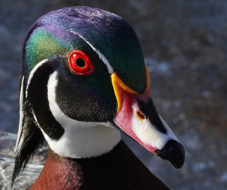 Wood Duck Close-up