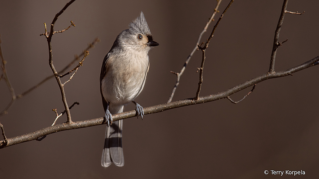 Tufted Titmouse - ID: 16043339 © Terry Korpela