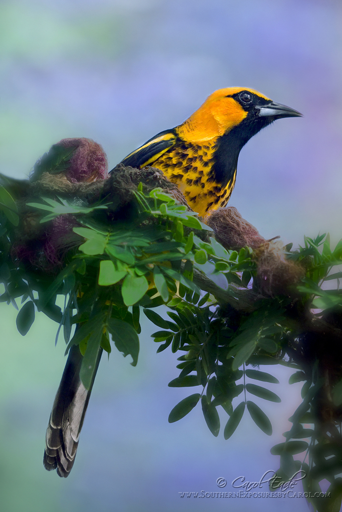 The Spot-Breasted Oriole - ID: 16043385 © Carol Eade