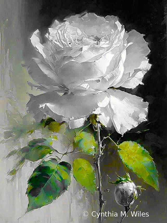 White Rose 