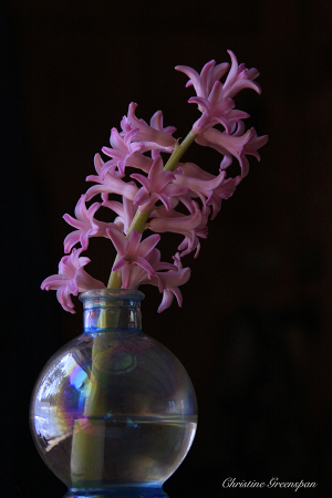 Hyacinth 2