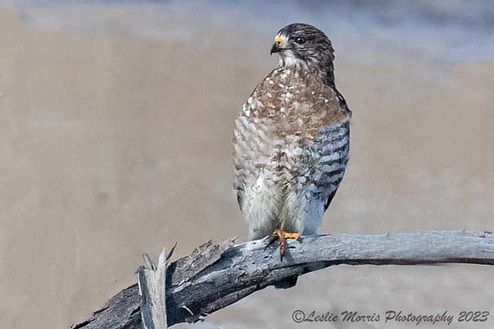 Broad-winged Hawk - ID: 16043433 © Leslie J. Morris