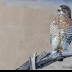 © Leslie J. Morris PhotoID # 16043433: Broad-winged Hawk