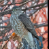 © Leslie J. Morris PhotoID # 16043437: Sharp-shinned Hawk