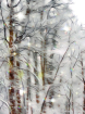 Ice Covered Trees...