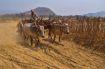 Bullock Cart