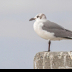 © Leslie J. Morris PhotoID # 16043540: LaughingGull_C16I8768_web