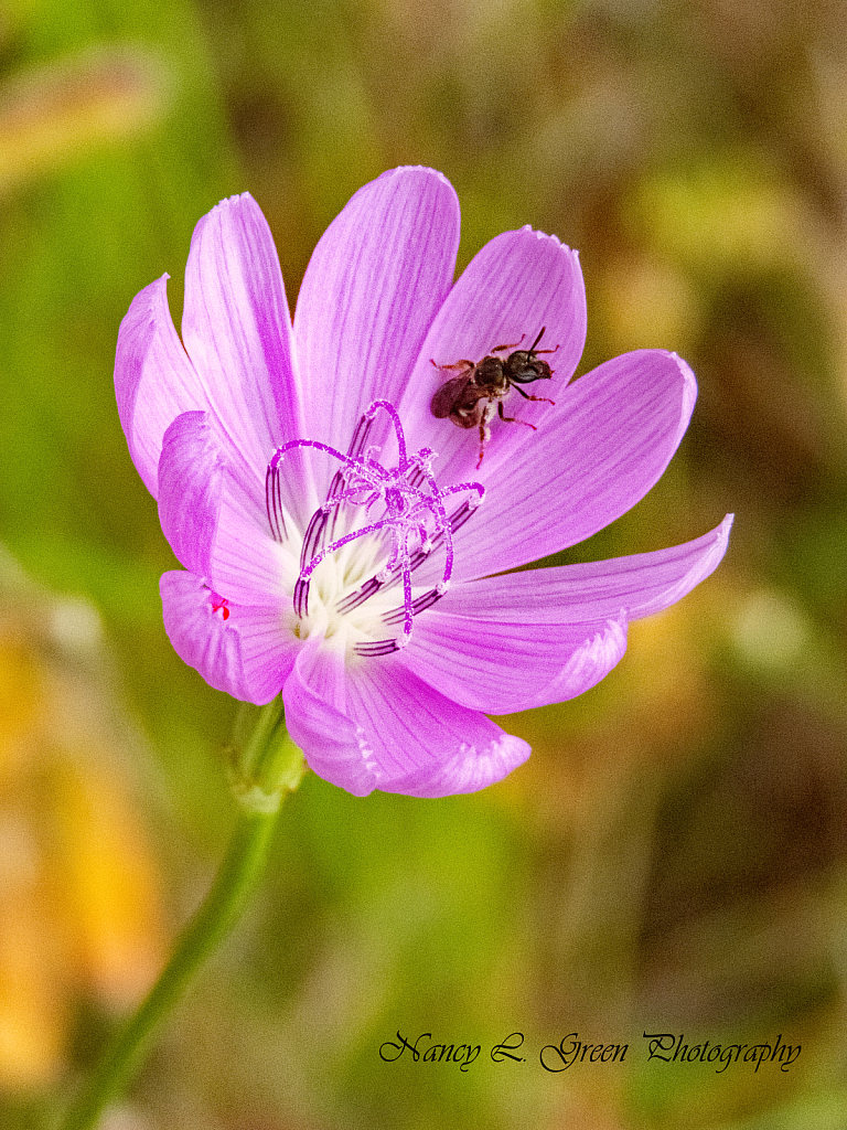 Purple Dandelion