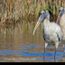 © Leslie J. Morris PhotoID # 16043555: WoodStork_AN3I6973web