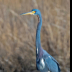 © Leslie J. Morris PhotoID # 16043565: TricoloredHeron_AN3I6642web