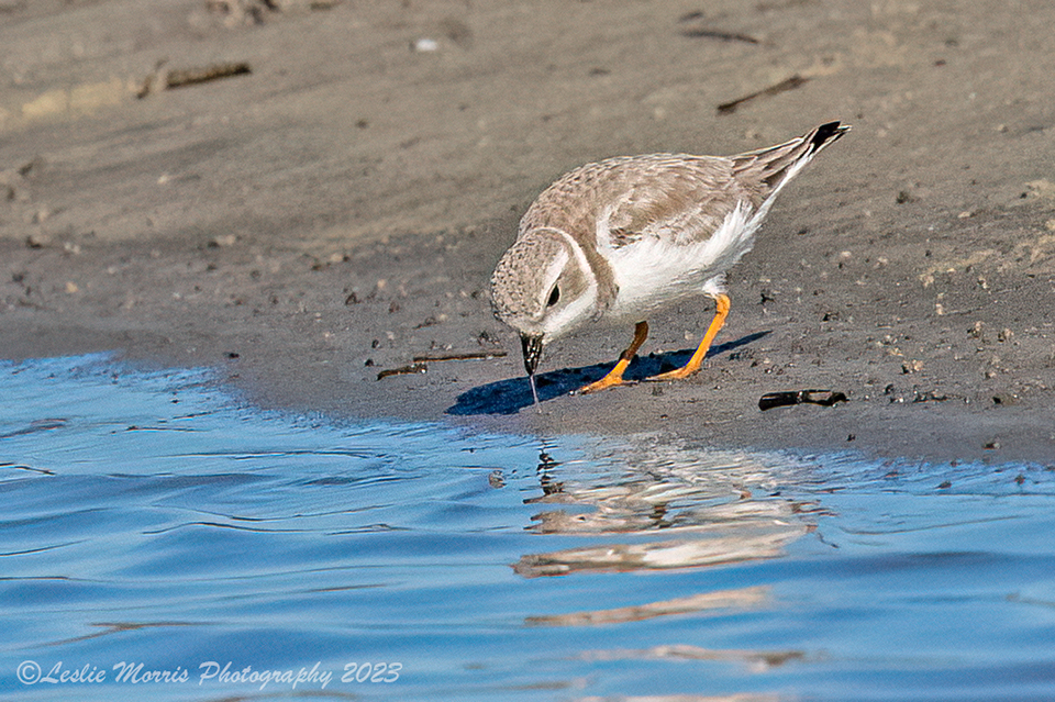 PipingPlover_AN3I7323web - ID: 16043571 © Leslie J. Morris
