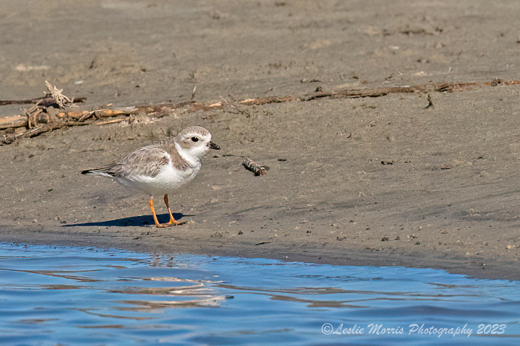 PipingPlover_AN3I7286web - ID: 16043573 © Leslie J. Morris