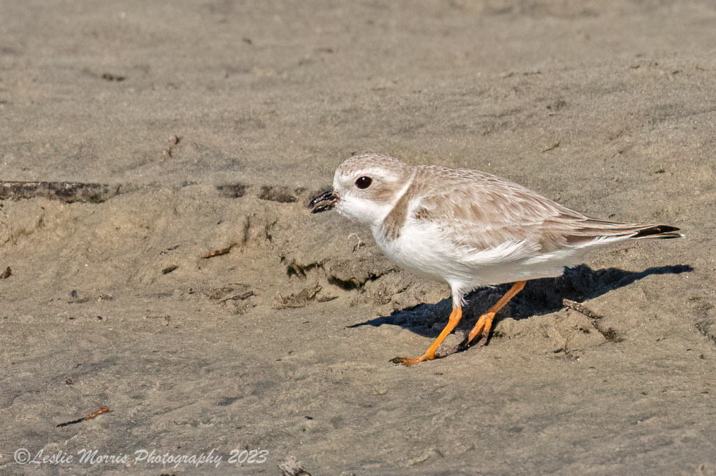 PipingPlover_AN3I7338web - ID: 16043572 © Leslie J. Morris