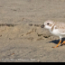 © Leslie J. Morris PhotoID # 16043572: PipingPlover_AN3I7338web