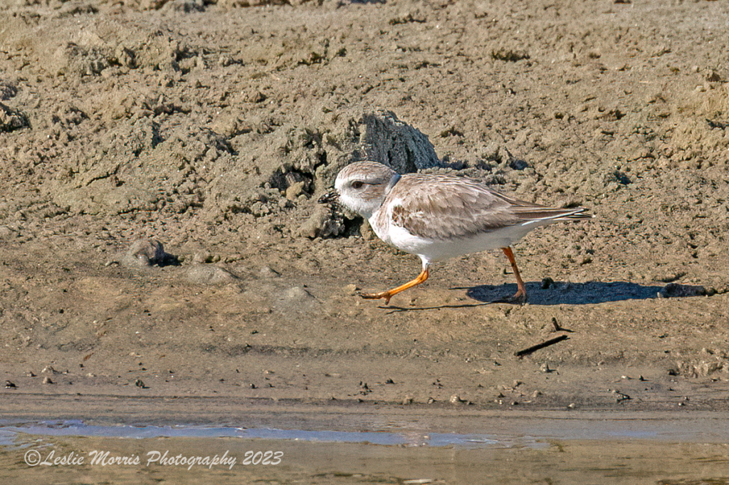 PipingPlover_AN3I7177web - ID: 16043574 © Leslie J. Morris