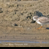 © Leslie J. Morris PhotoID # 16043574: PipingPlover_AN3I7177web