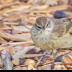 © Leslie J. Morris PhotoID # 16043580: PalmWarbler_C16I8148web