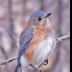 © Leslie J. Morris PhotoID # 16043594: EasternBluebird_C16I8009web