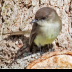 © Leslie J. Morris PhotoID # 16043602: EasternPhoebe_C16I9589web