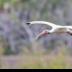 © Leslie J. Morris PhotoID # 16043620: WhiteIbis_C16I0533web