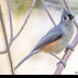 © Leslie J. Morris PhotoID # 16043623: TuftedTit_C16I9749web