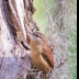 © Leslie J. Morris PhotoID # 16043625: CarolinaWren_C16I9831web