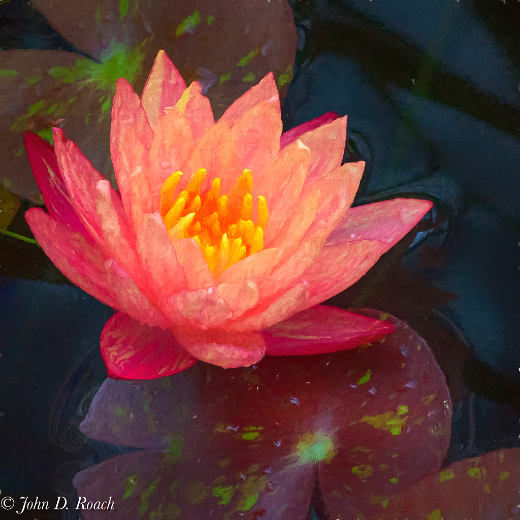 Water Lily