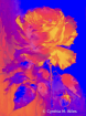 A Rose of Many Co...