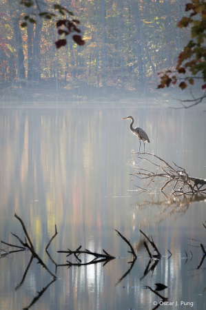 Misty Morning