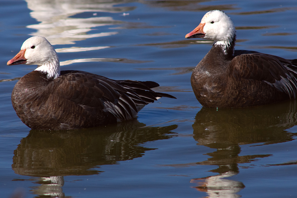 A Close Look at Blue Phase Snow Geese