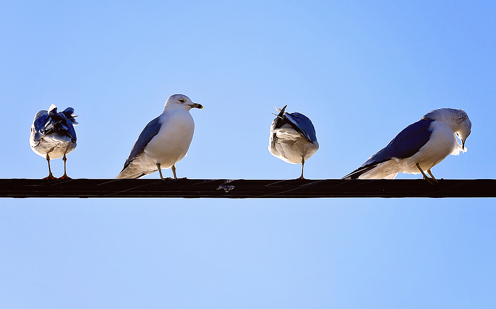 Another day in the life of a Pigeon 