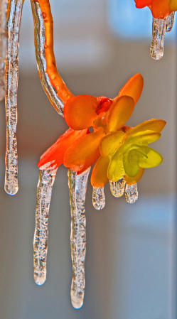 Icicles and Floral.
