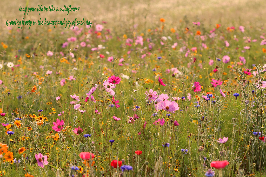 May Your Life Be Like A Wildflower