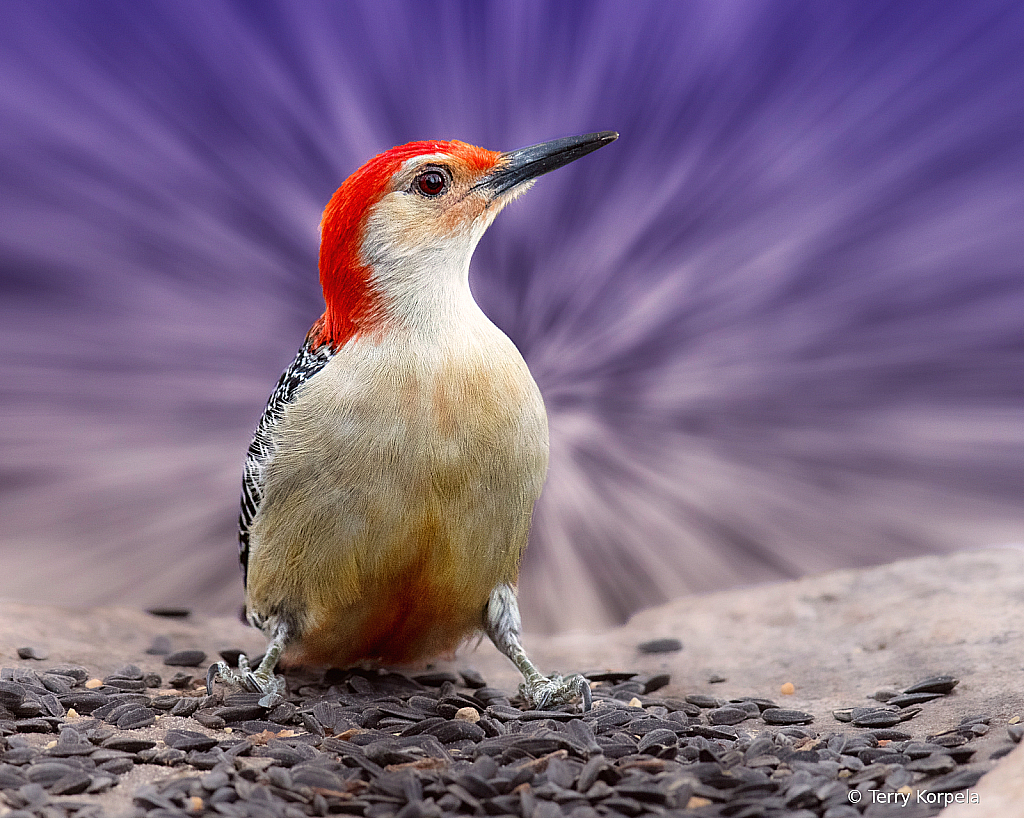 Red-bellied Woodpecker - ID: 16044063 © Terry Korpela