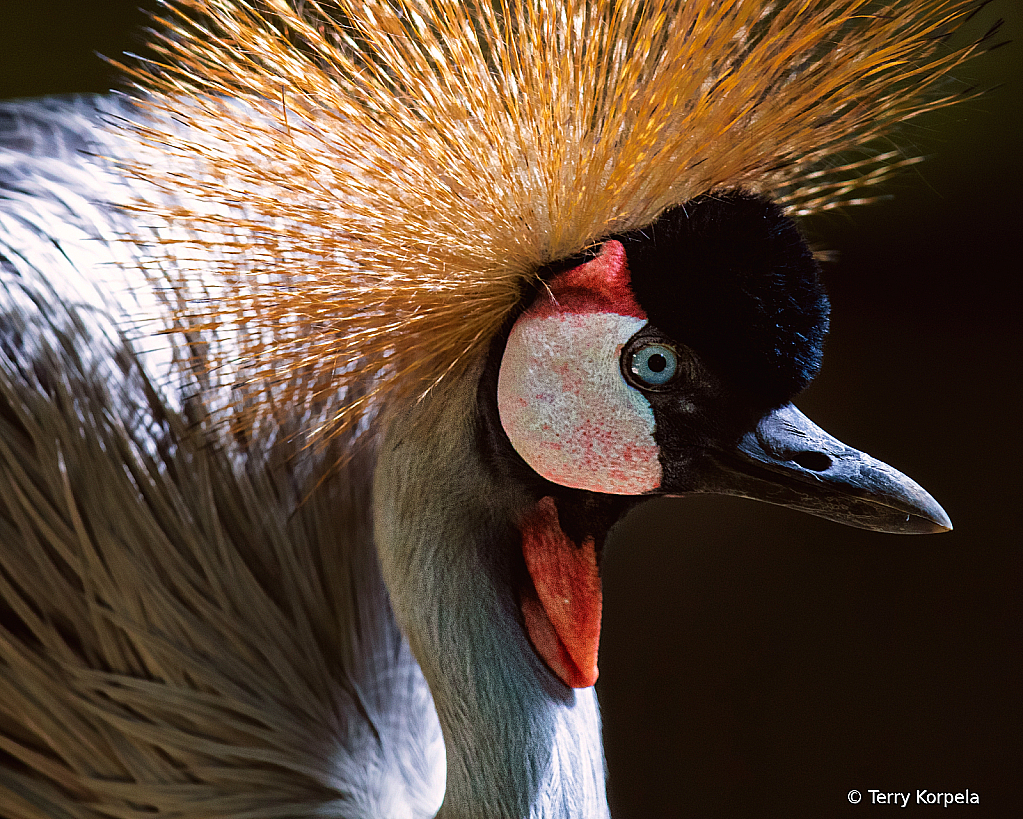 East-African Grey-crowned Crane - ID: 16044172 © Terry Korpela