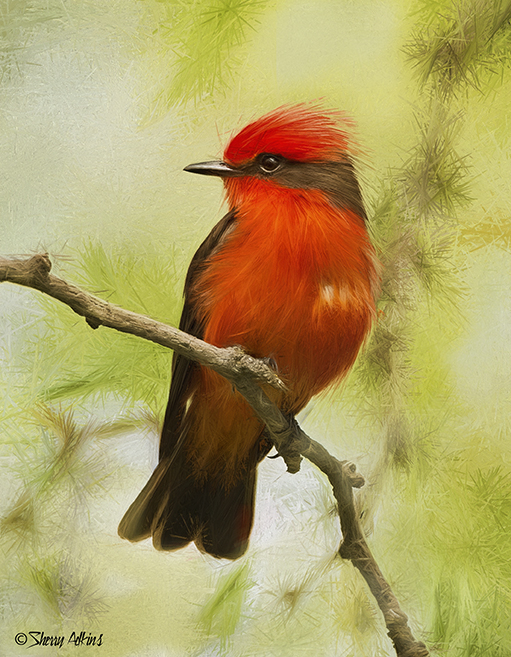 Vermilion Flycatcher with a little Topaz fun - ID: 16044822 © Sherry Karr Adkins