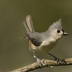 2Tufted Titmouse - ID: 16044824 © Sherry Karr Adkins