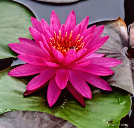 Water Lily from A City Collection in Texas