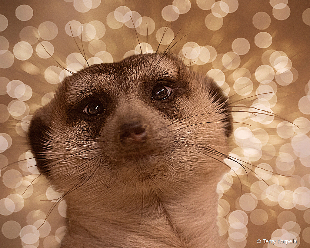 Meerkat Portrait - ID: 16044873 © Terry Korpela