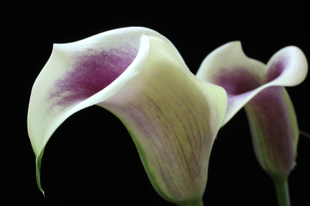 Calla Lily